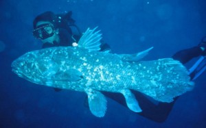 coelacanth