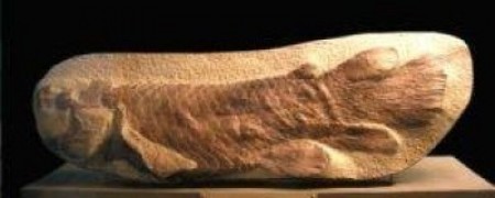 coelacanthfossil